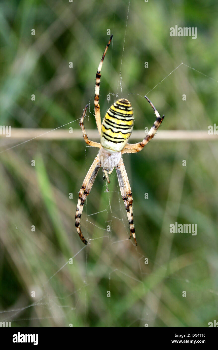 Wasp spider spinning Stock Photo