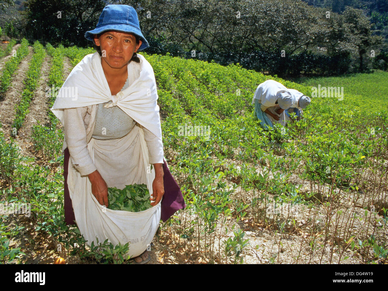 Harvesting coca leaves for traditional use. Los Yungas. Bolivia Stock