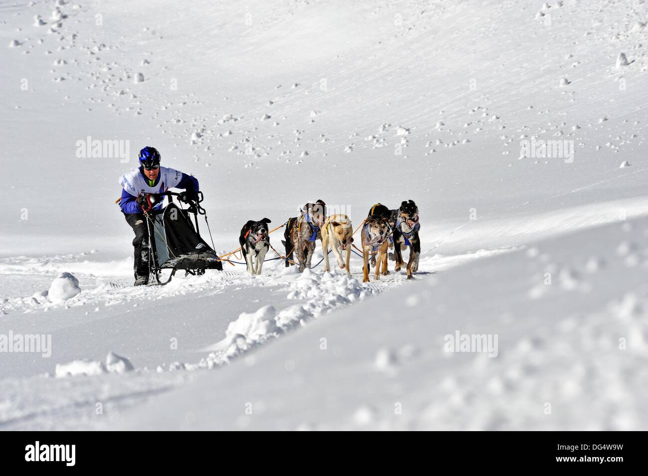 Sledge races hires stock photography and images Alamy