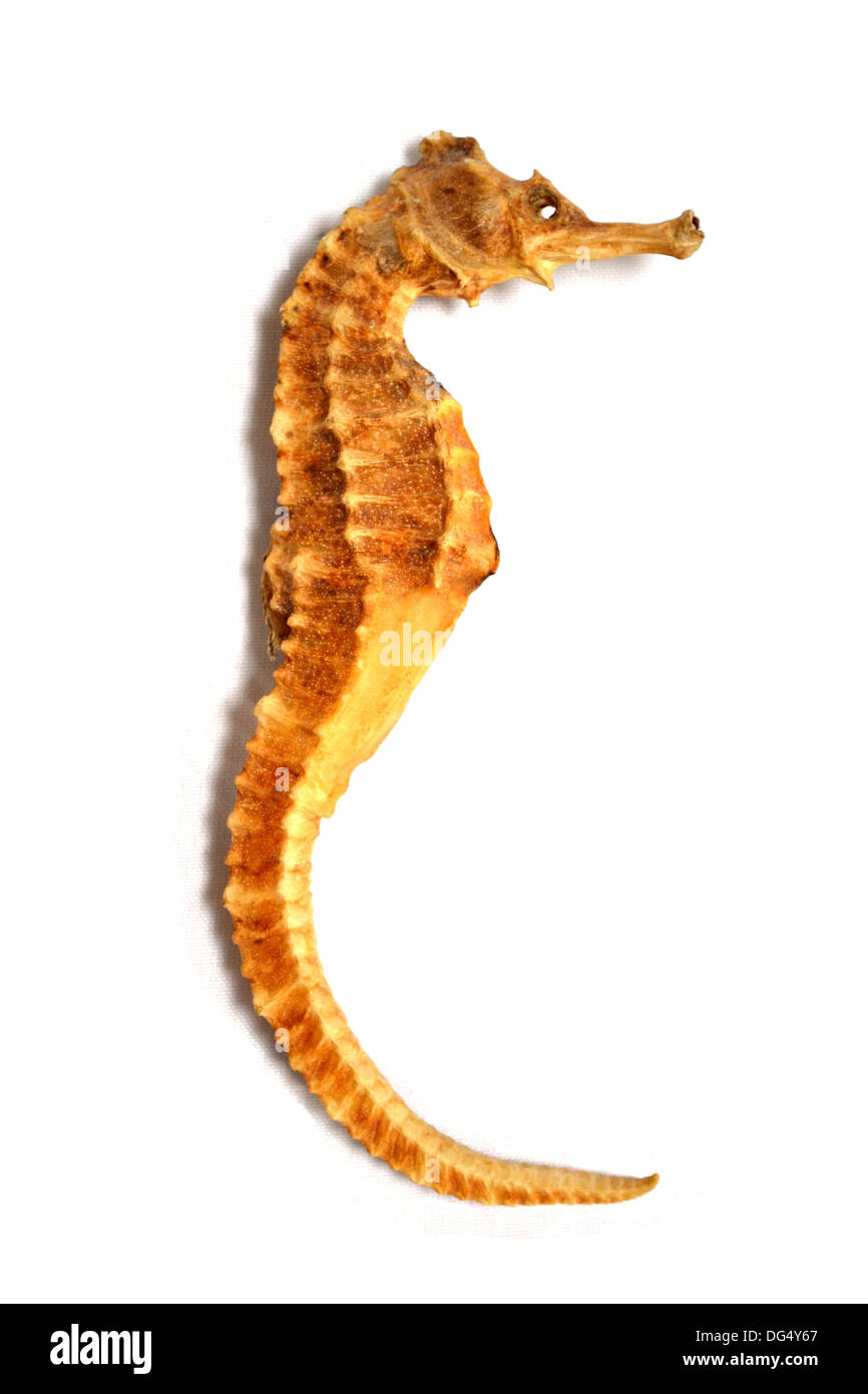 Seahorse, Hippocampus kuda Stock Photo
