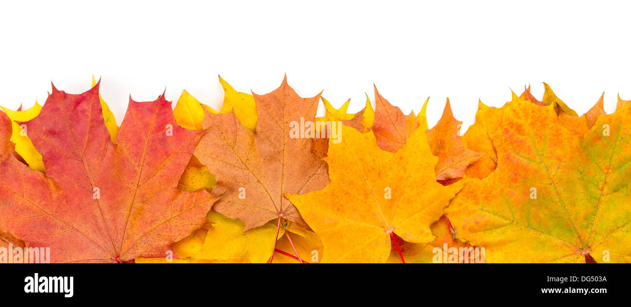 Yellow autumn maple leaves isolated on white background Stock Photo - Alamy