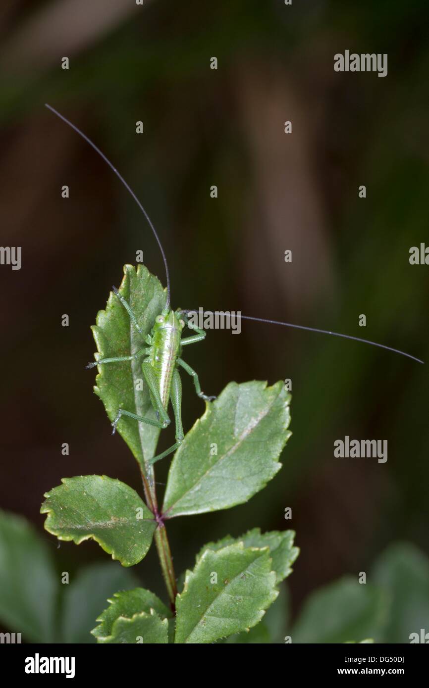 Small Orthoptera on a leaf, Ephippiger diurnus, France Stock Photo - Alamy