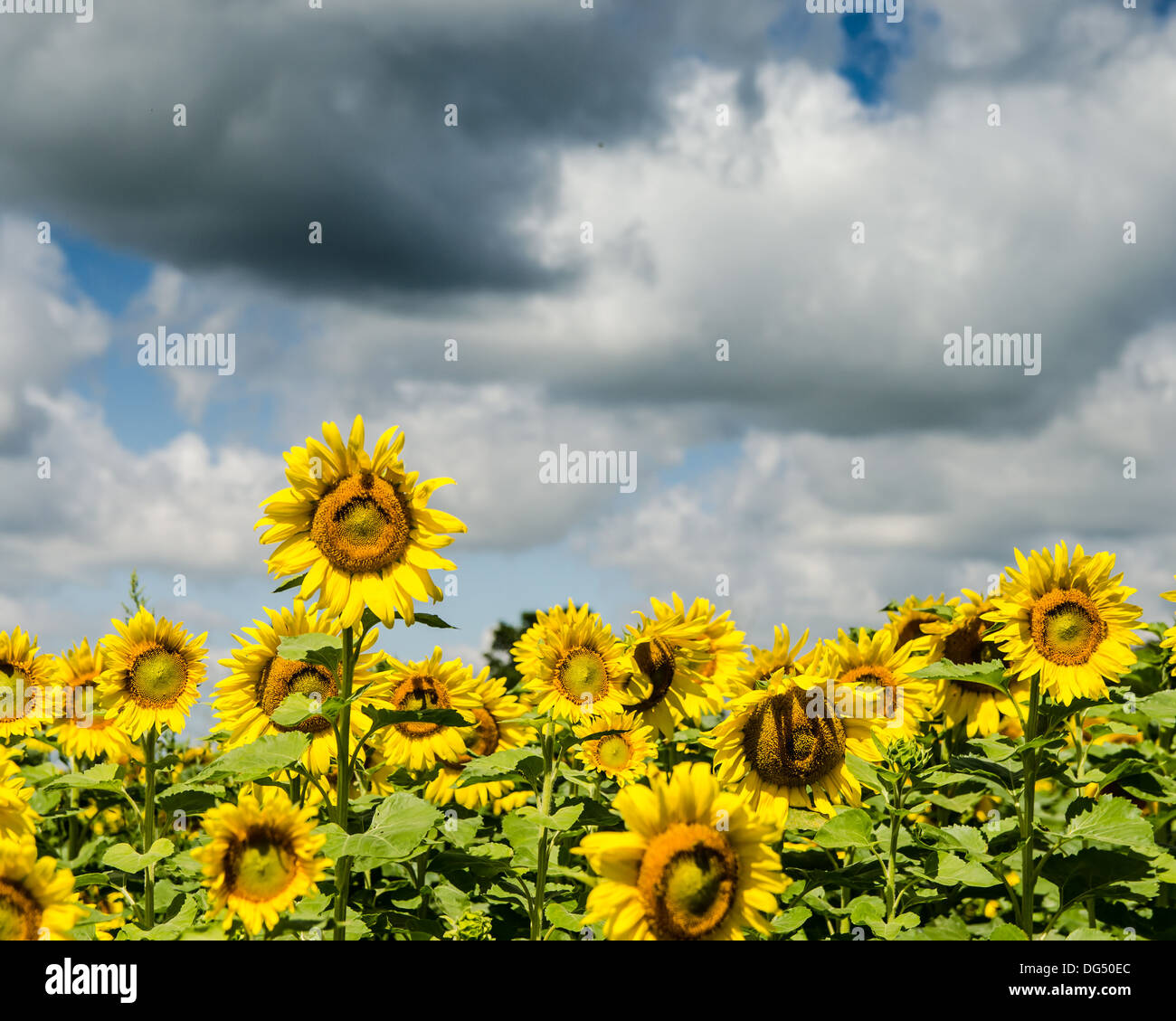 A sunflower field near London Ontario Stock Photo Alamy