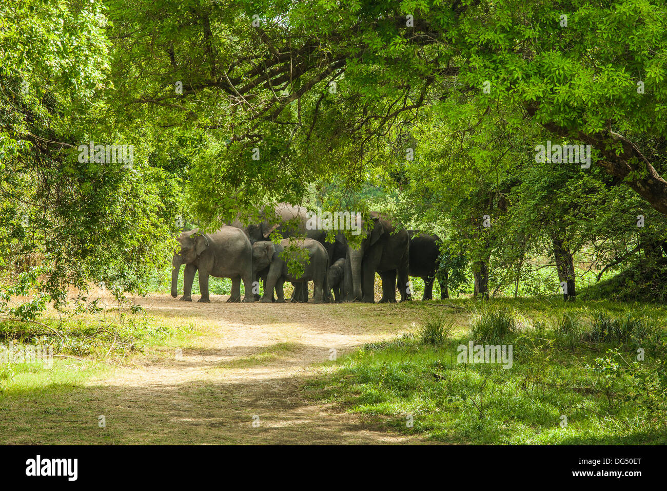 A herd of Sri Lankan female elephants protecting the young Stock Photo