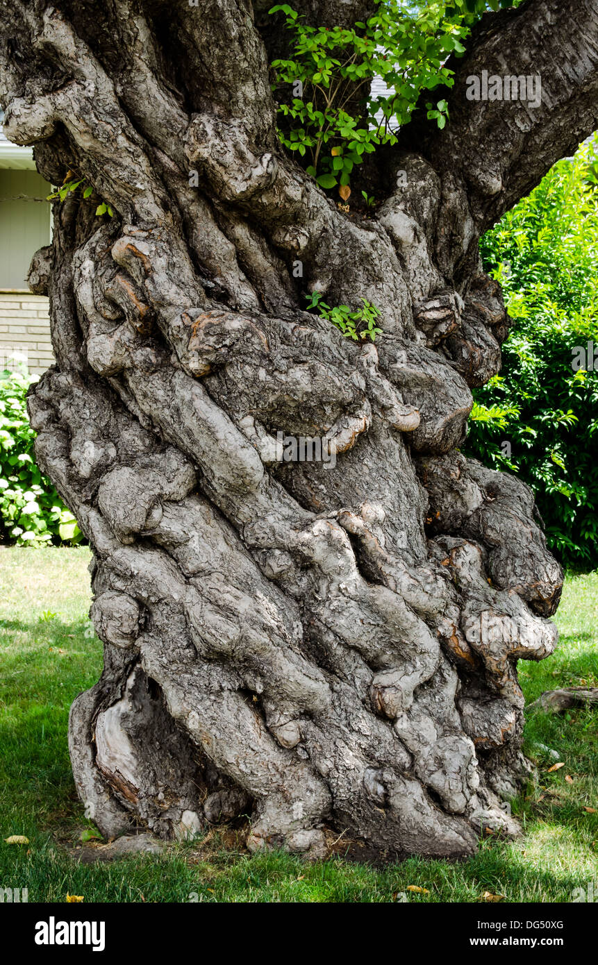 An odd tree in Lion's Head Ontario Stock Photo