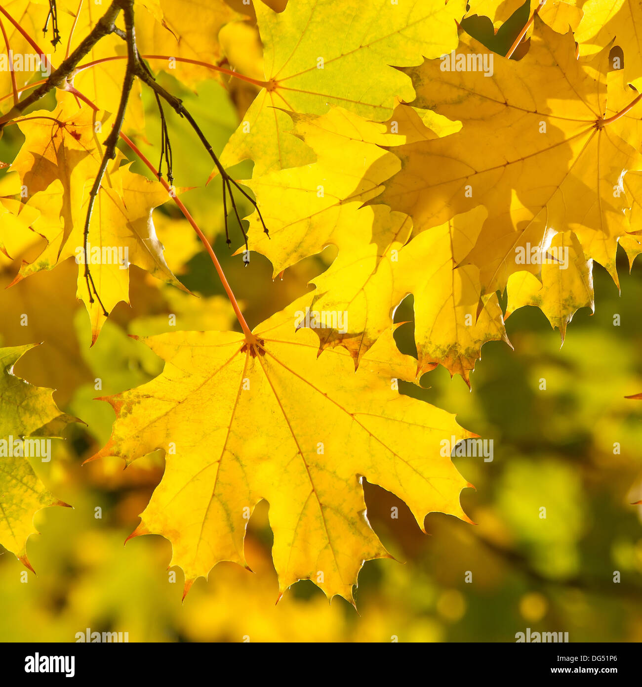 Yellow autumn maple leaves on a tree Stock Photo - Alamy