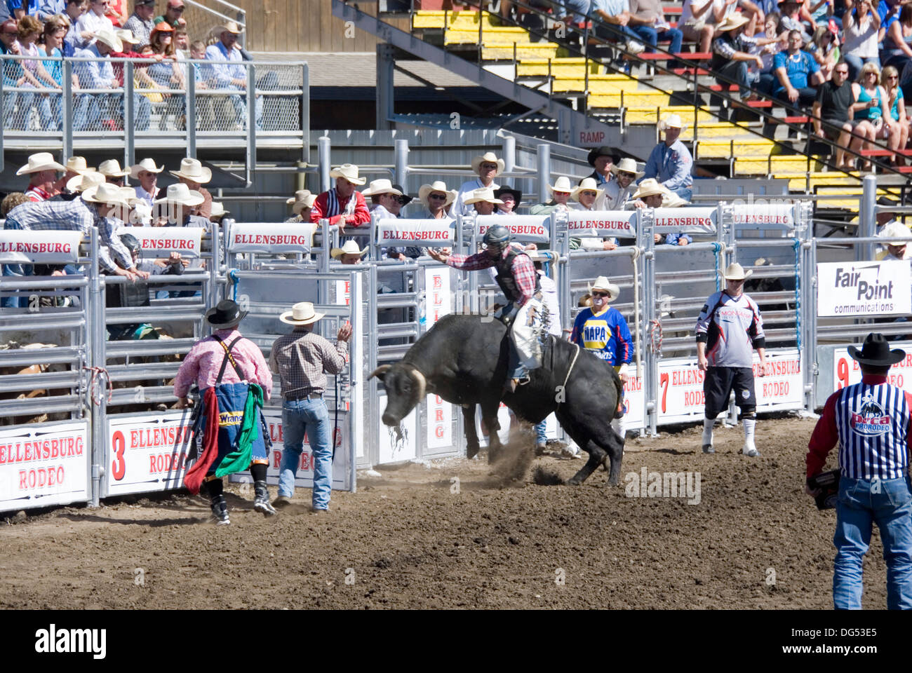 Bull riding cowboy on bucking raging bull by the chute gates, watched