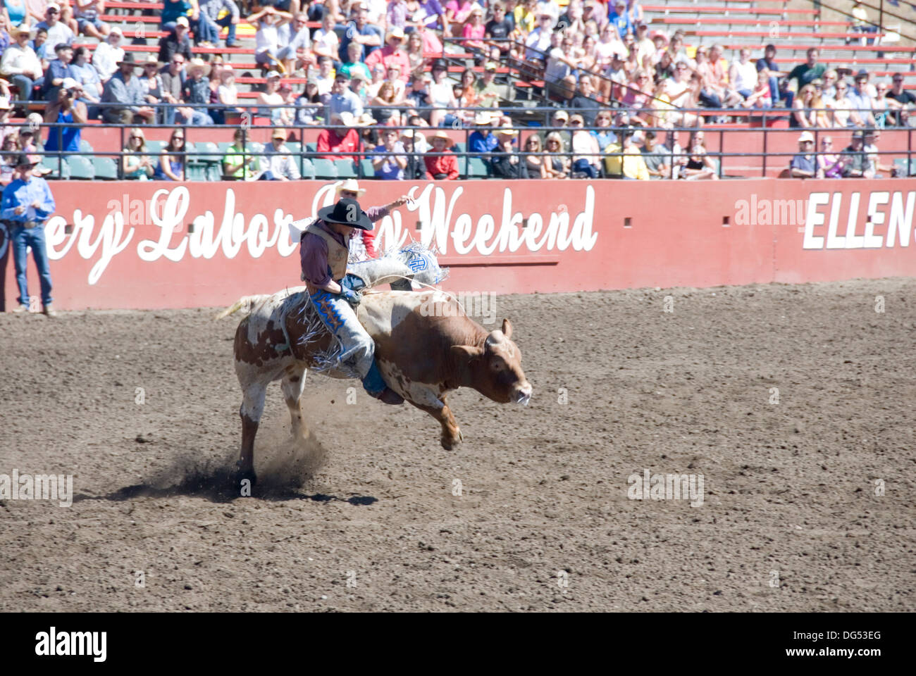 Bull riding cowboy on bucking raging bull, Ellensburg Rodeo, Labour Day