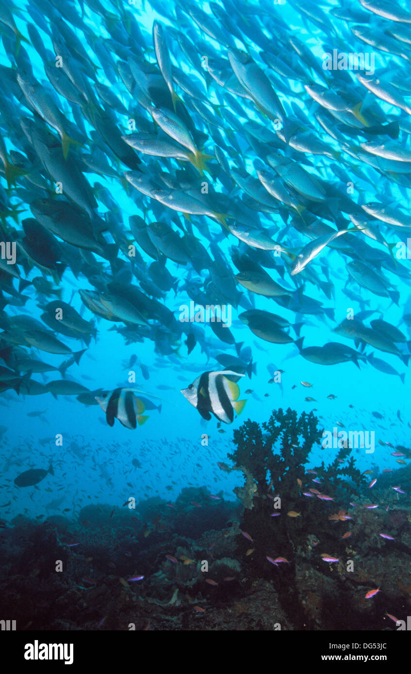 Prolific marine life. Papua New Guinea Stock Photo