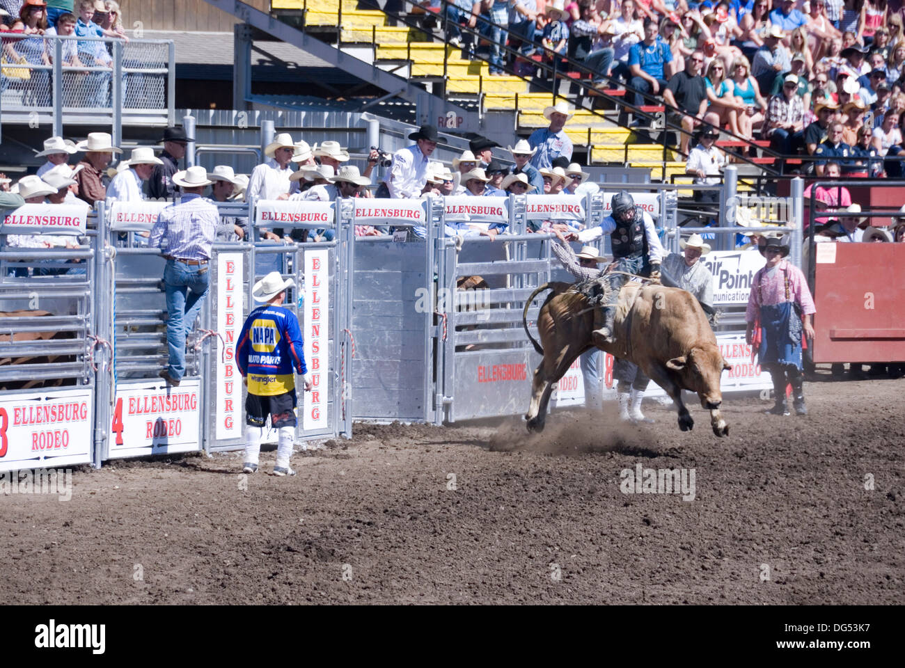 Bull riding cowboy on bucking raging bull by the chute gates, watched