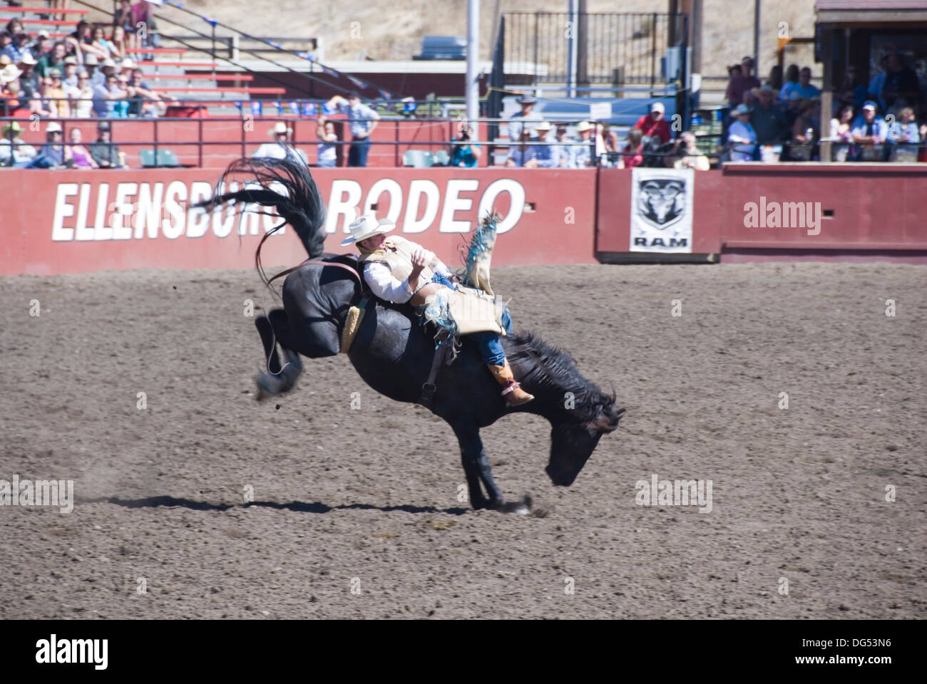 Bareback riding cowboy on a bucking bronco horse before crowd at the Ellensburg Rodeo, Labor Day