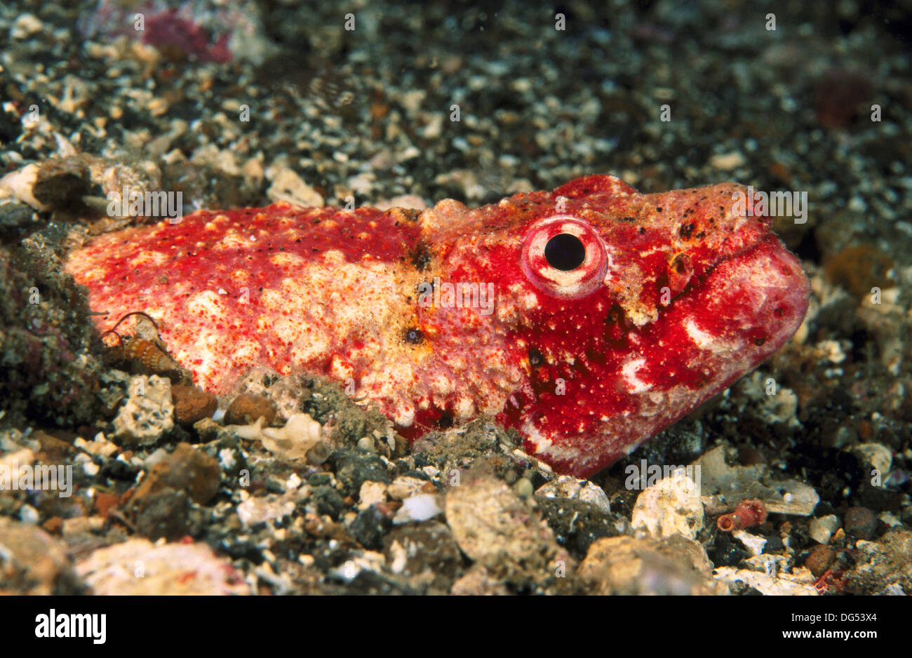 Crocodile Snake eel Brachysomophis crocodilinus Stock Photo - Alamy