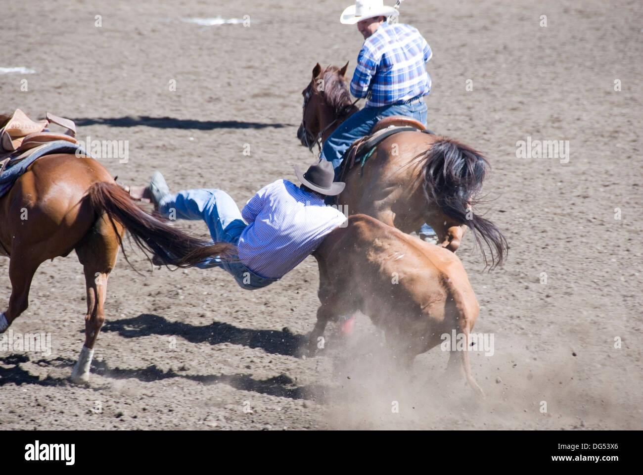 Steer wrestling cowboy leaps from his horse to catch a fleeing steer by