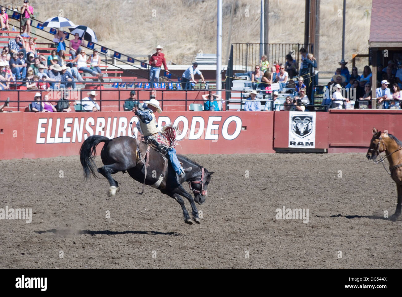 Sadle bronc riding contestant on bucking bronco horse at the Ellensburg