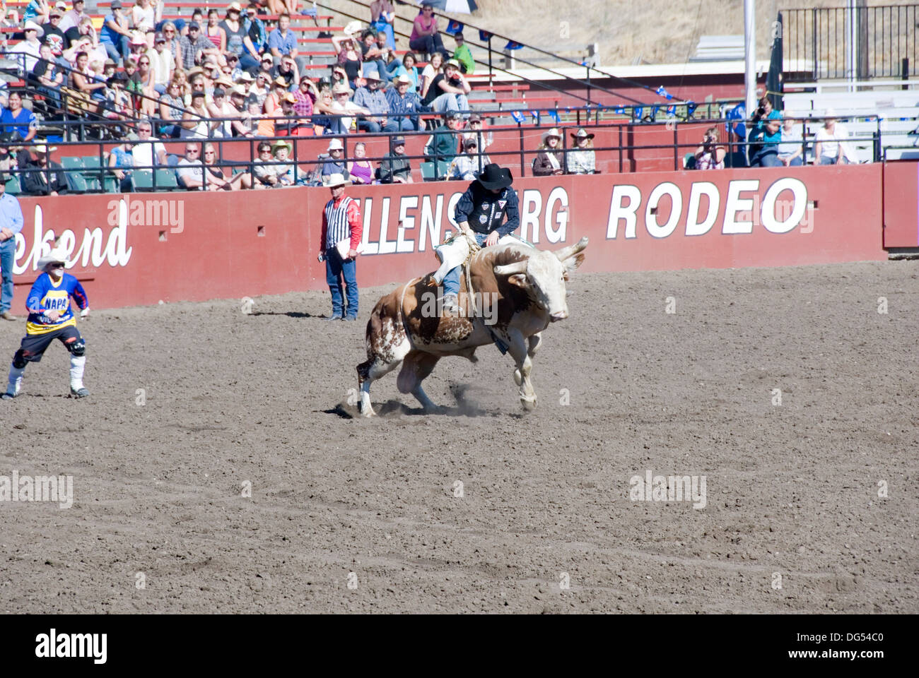 Bull riding cowboy on bucking raging bull, Ellensburg Rodeo, Labor Day