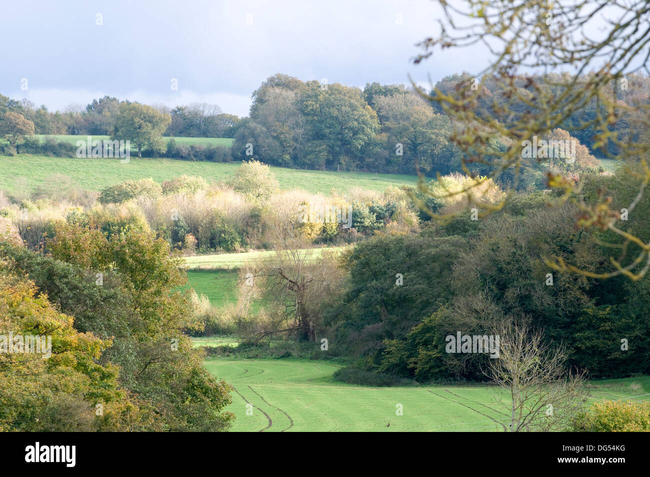 Pasture woodland hedgerows sunlight trees autumnal rural scene cloudy
