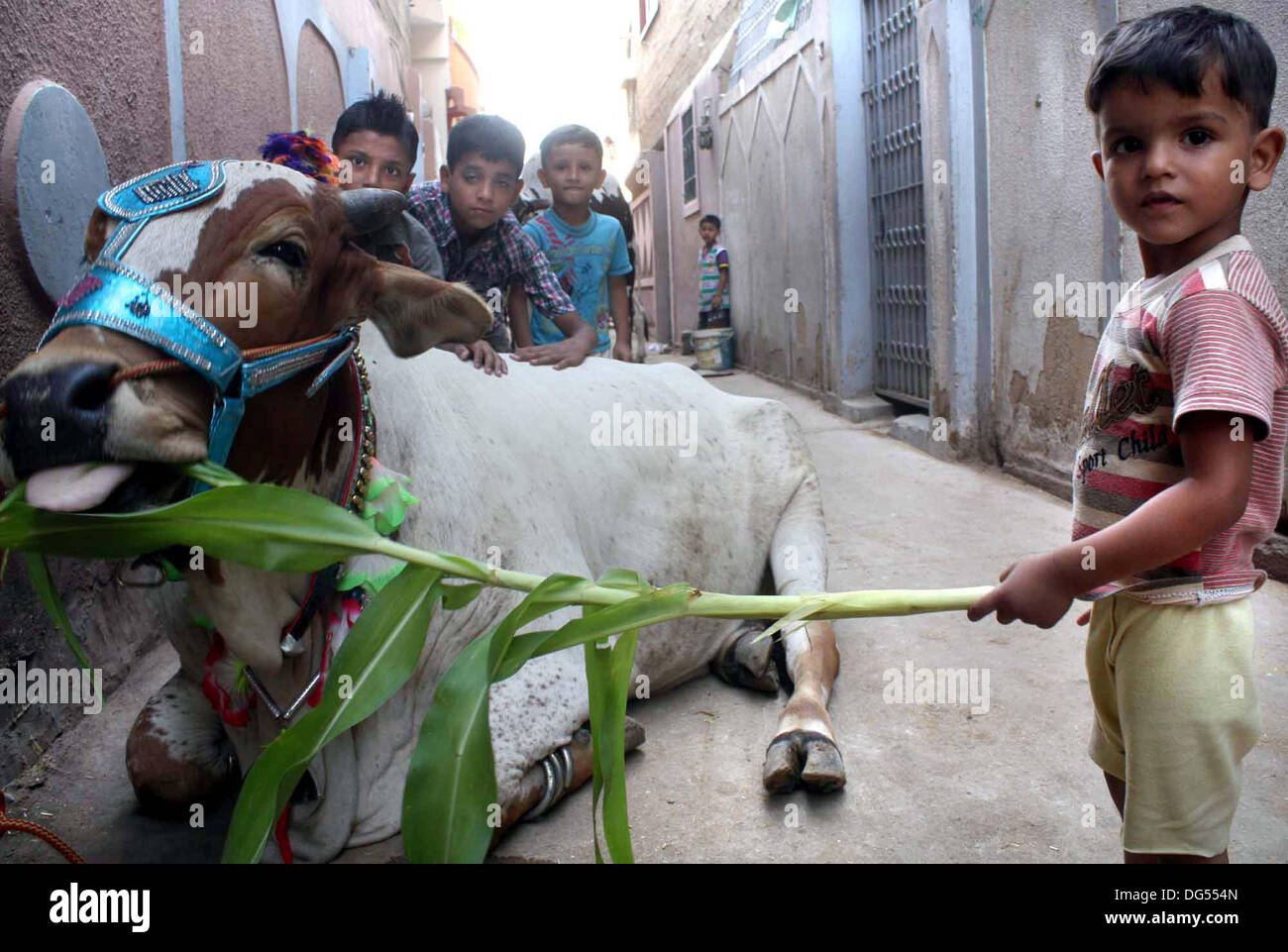 Children stroke a sacrificial animal as Muslim prepare for the upcoming Eid al-Azha holiday, in Karachi on Monday, October 14, 2013. Muslims around the world will celebrate Eid-al-Azha which marks the end of the Hajj. Muslim will slaughter sheep, goats, cows and camels to commemorate the Prophet Abraham's willingness to sacrifice his son Ismail on God's command on the Islamic calendar 10 Zil-Hijjah. Stock Photo