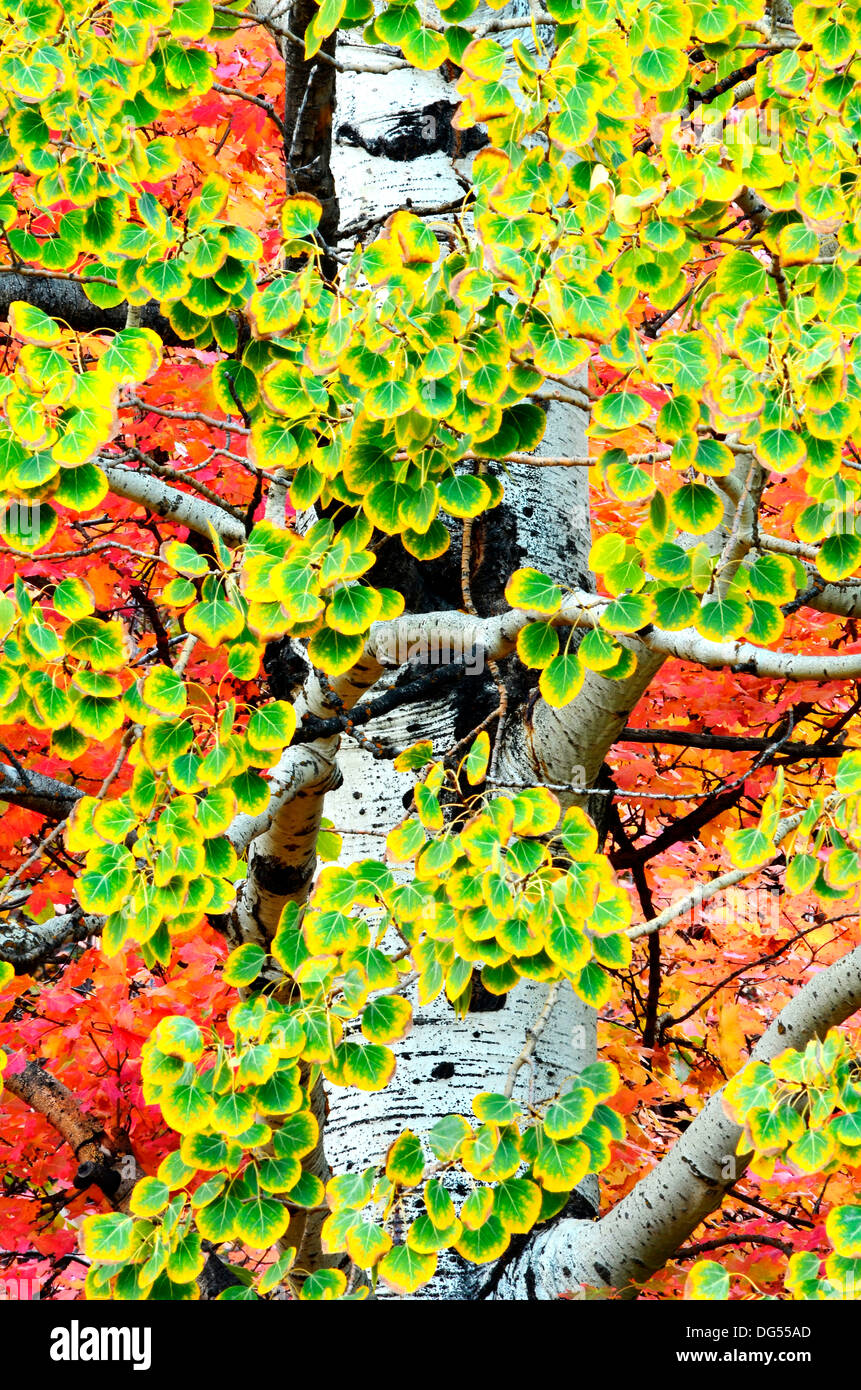 Detail of Golden Autumn Birch Leaves with Tree in Background Stock ...