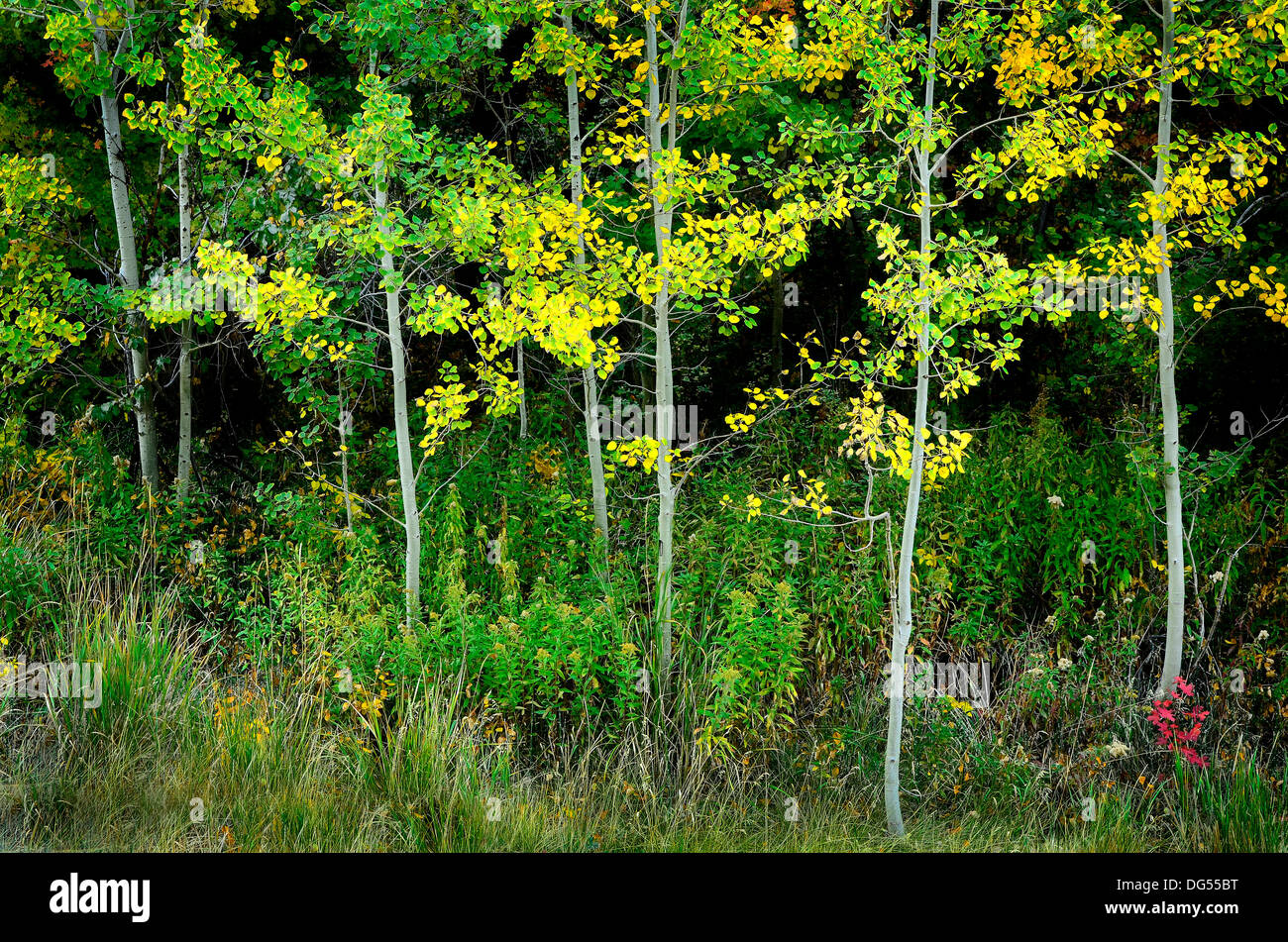 Several birch or aspen trees in autumn with golden leaves Stock Photo ...