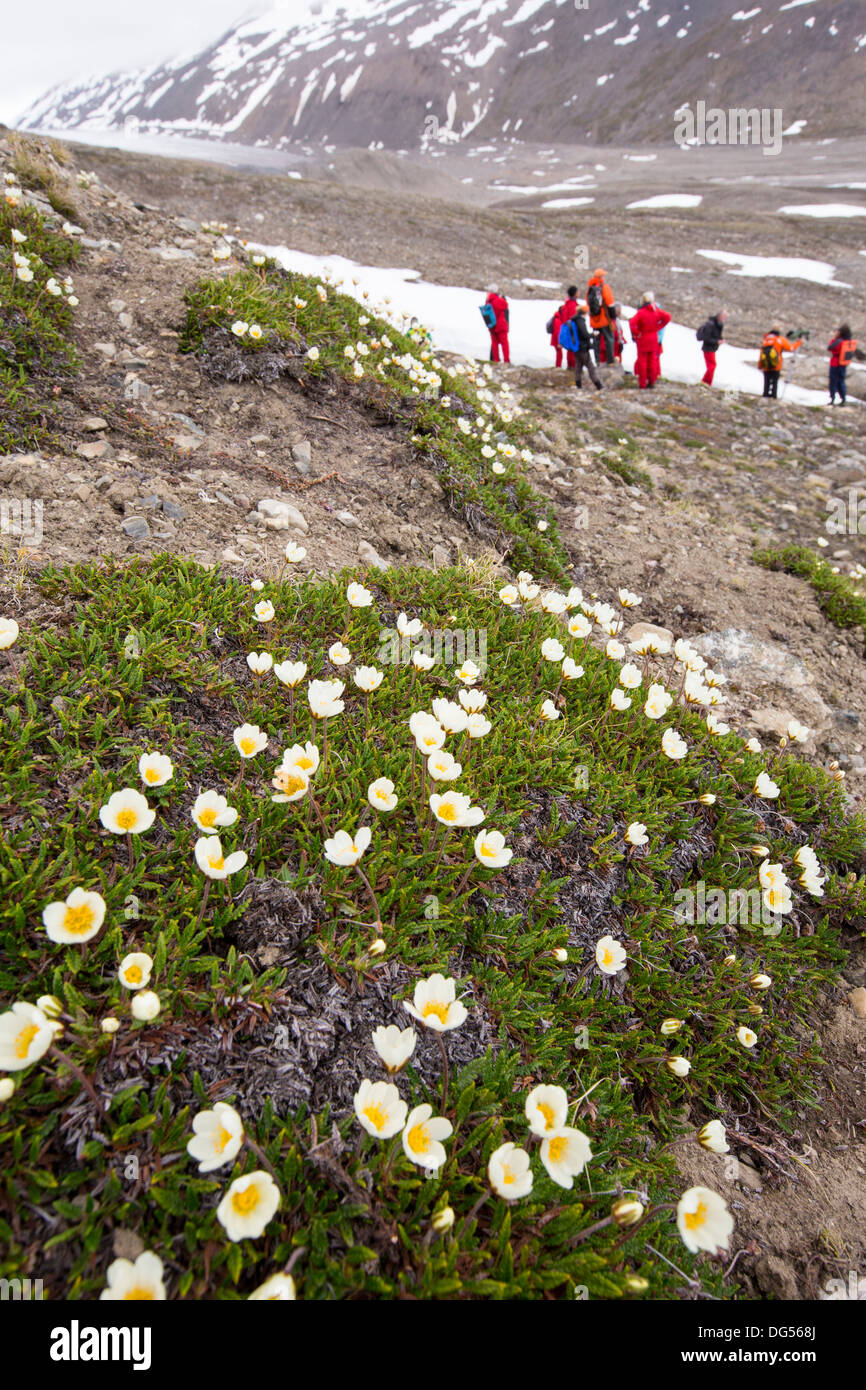 Arctic wildlflowers in front of a glacier in northern Svalbard. Stock Photo