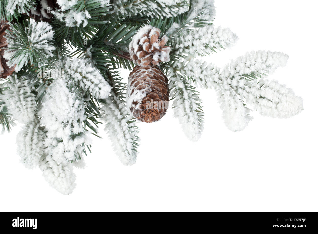 Fir tree branch with cones covered with snow. Isolated on white ...