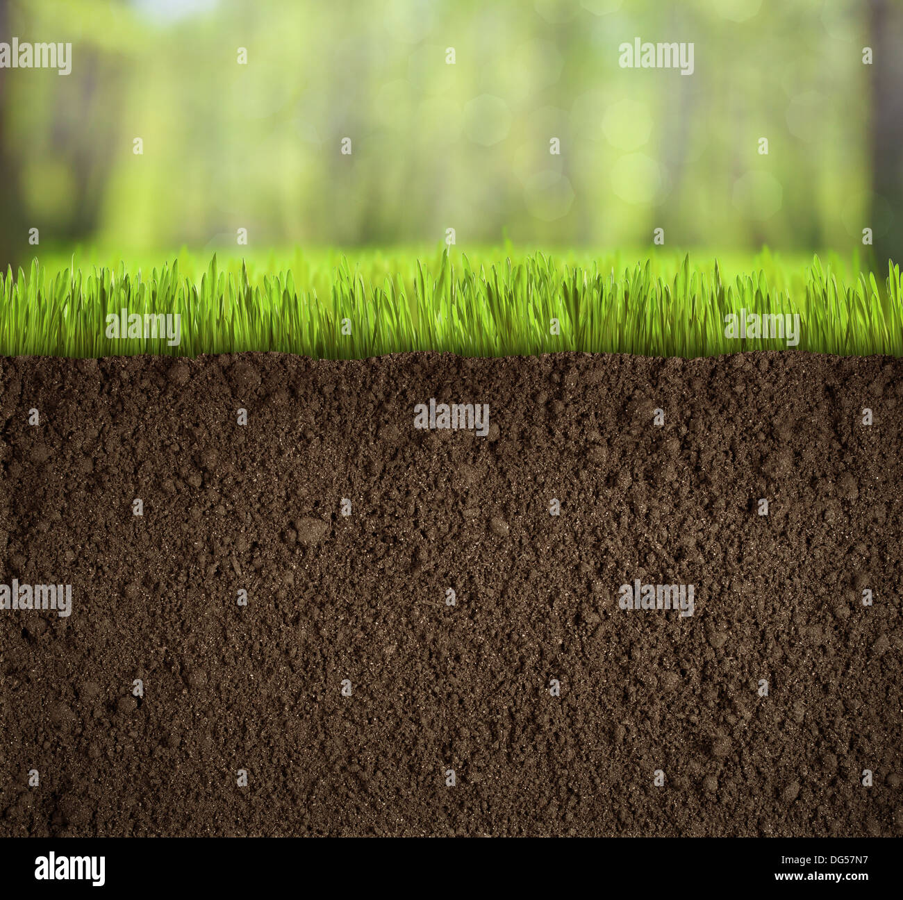 soil under grass in forest Stock Photo