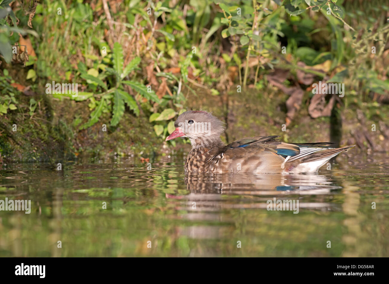 Juvenile Mandarin Duck, Aix galericulata. Uk Stock Photo 61581935 Alamy