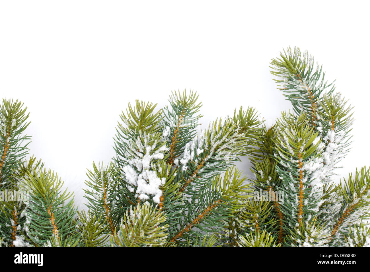 Fir tree branch covered with snow. Isolated on white background Stock ...