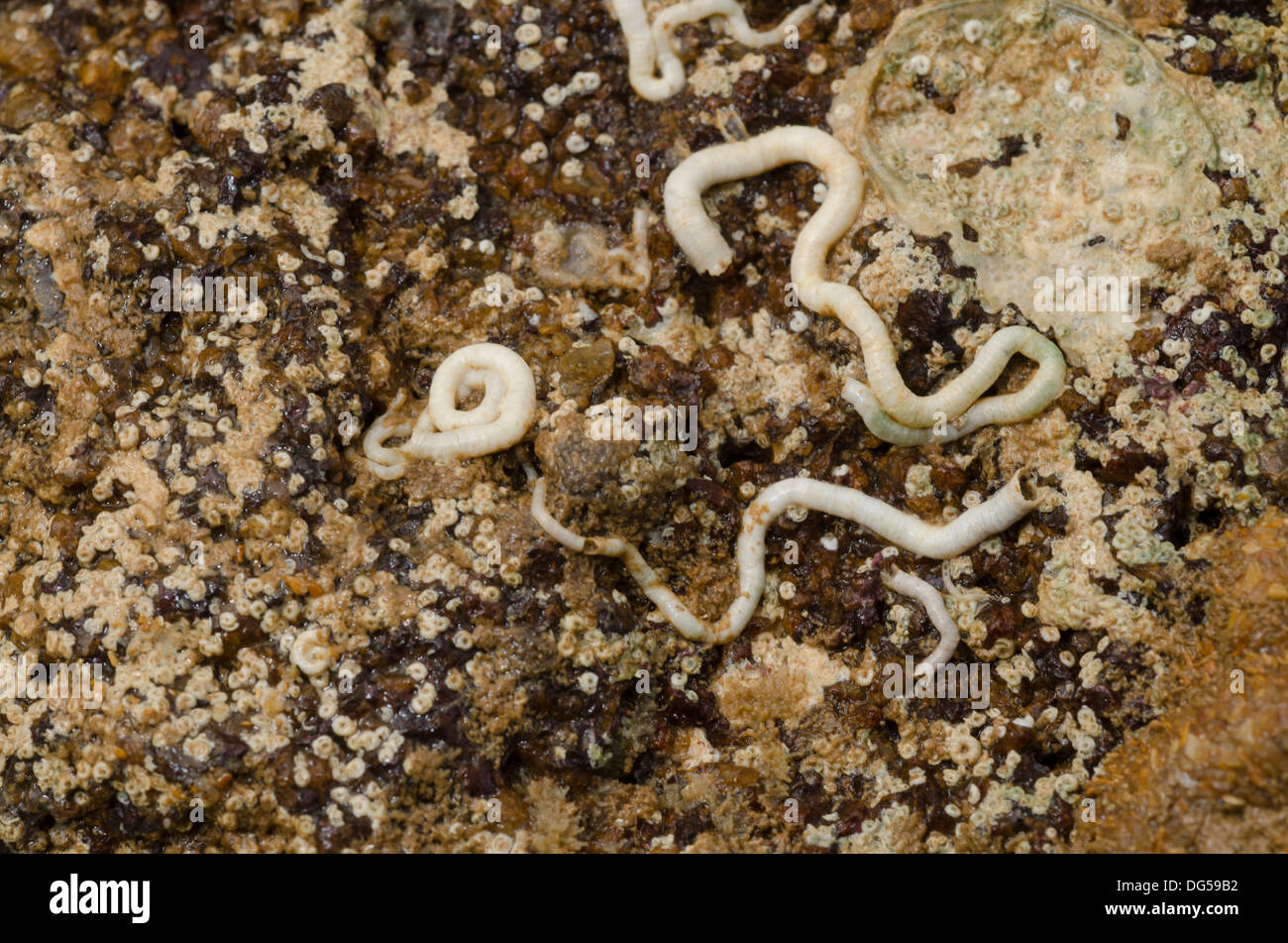 vermetidae mollusk shells at the rocks in the beach Stock Photo
