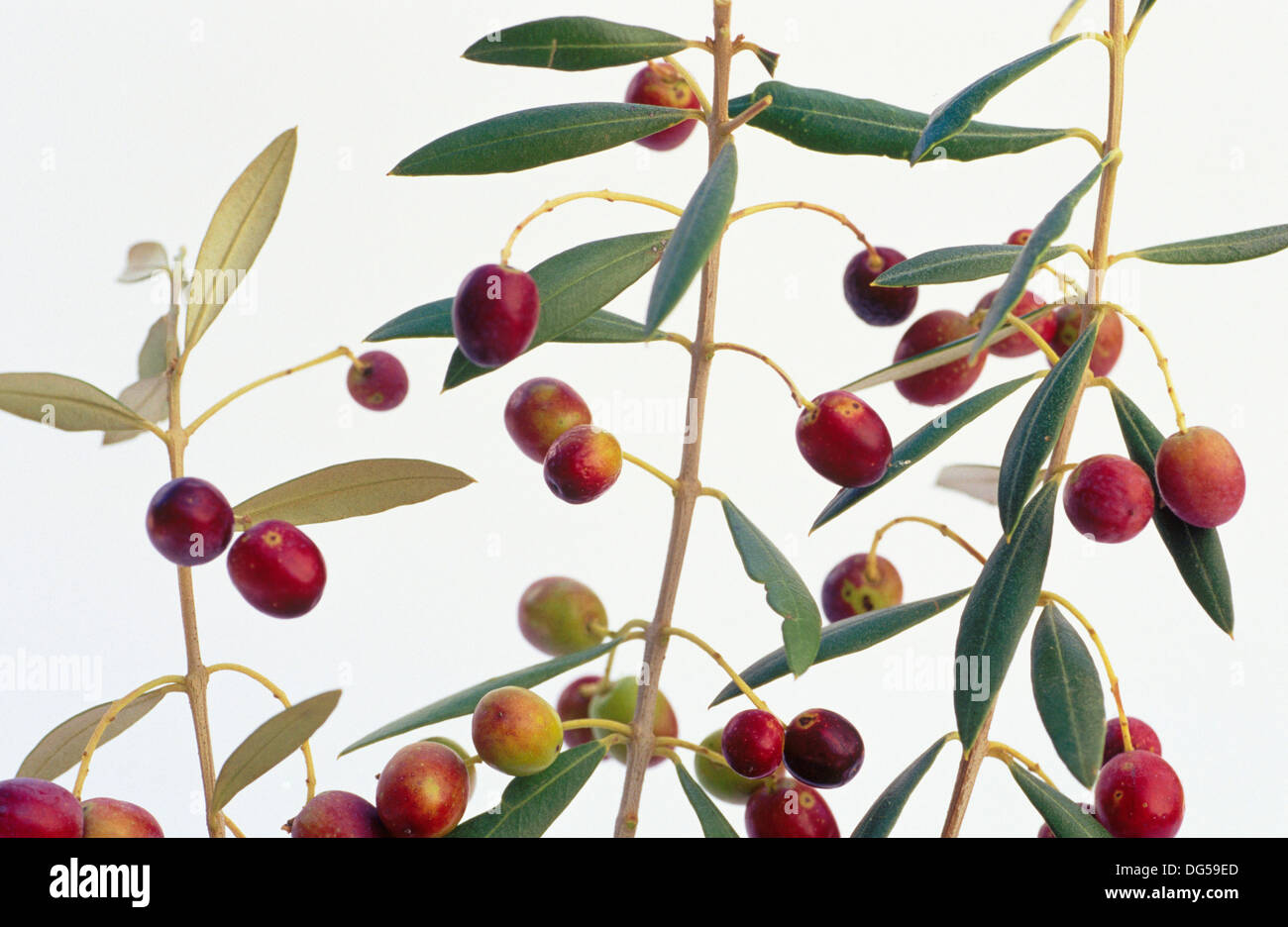 Olive tree (Olea europaea Stock Photo Alamy