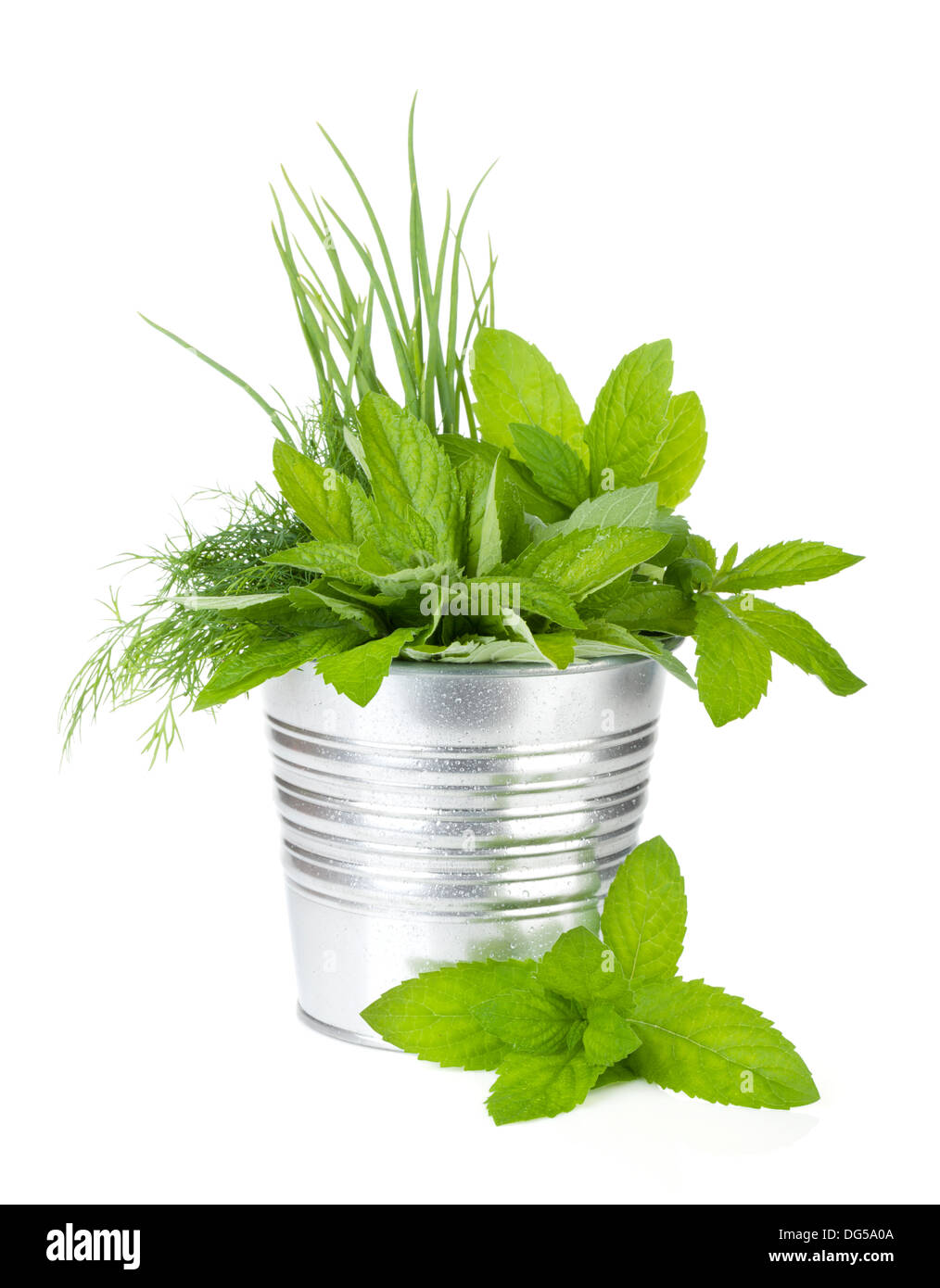 Fresh herbs in metal bucket. Isolated on white background Stock Photo