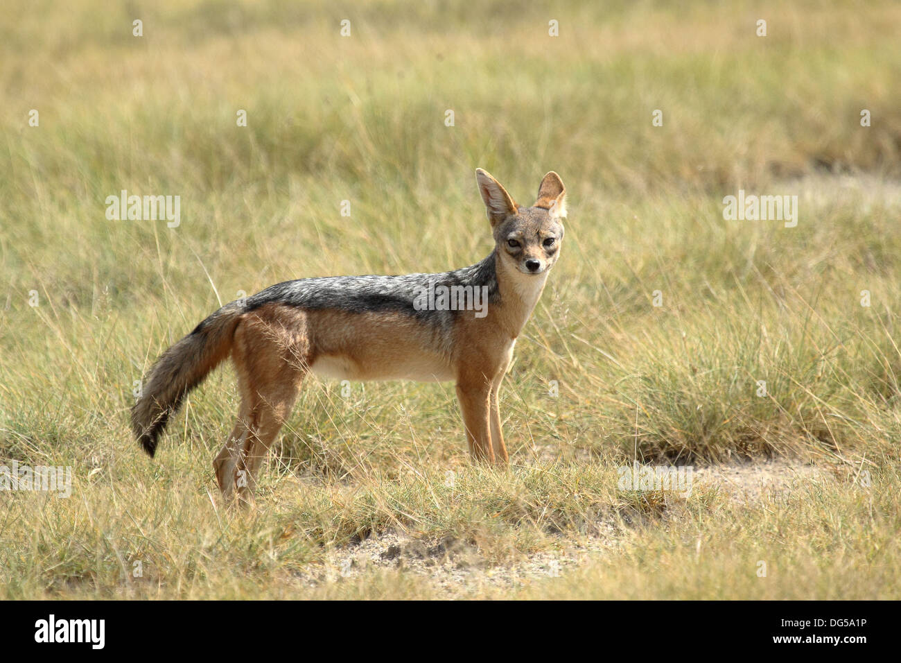 A black-backed jackal (Canis mesomelas) looking in Serengeti National Park, Tanzania Stock Photo