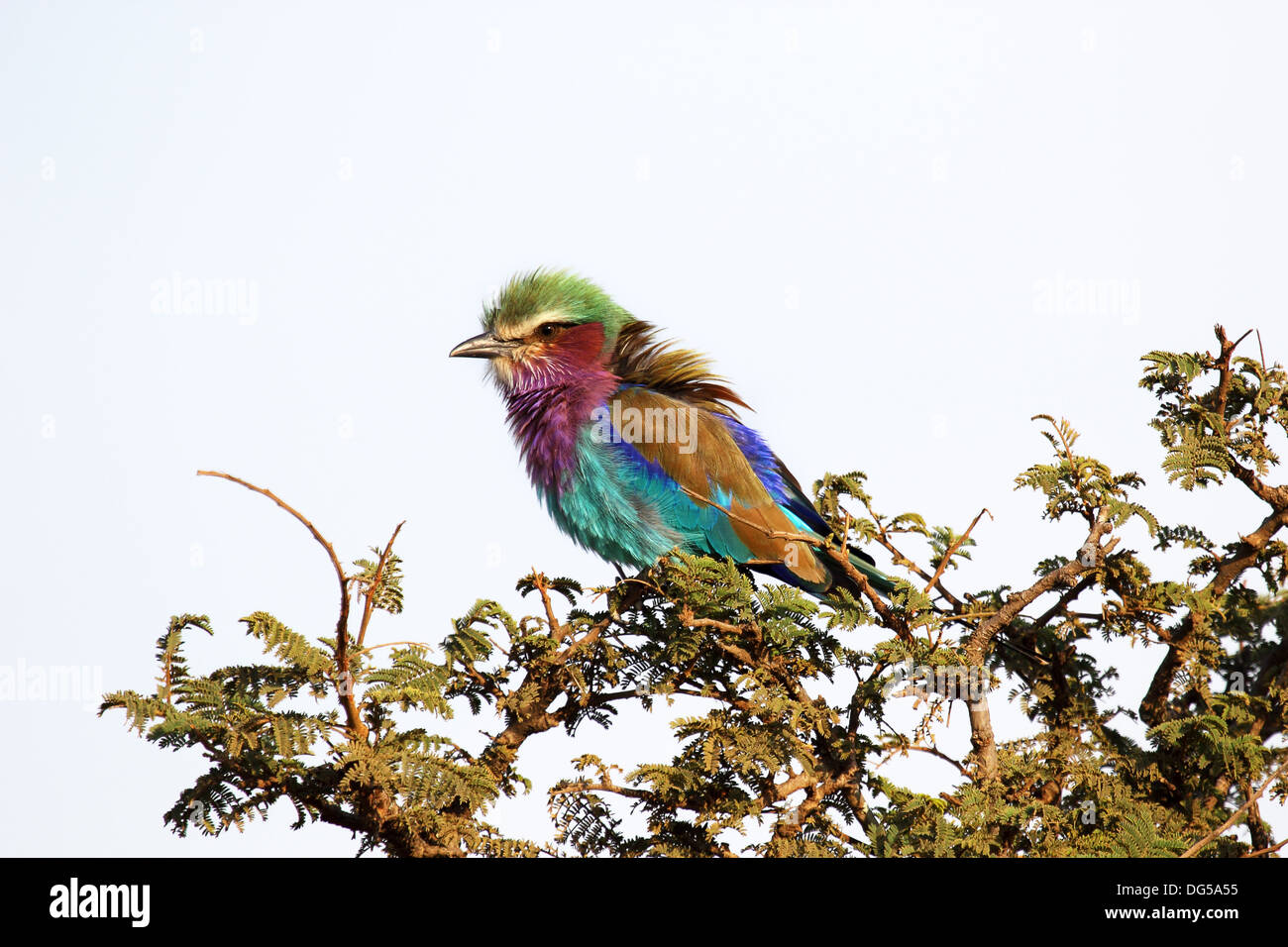 A Lilac-breasted Roller (Coracias caudatus) perched on a tree in Serengeti National Park, Tanzania Stock Photo