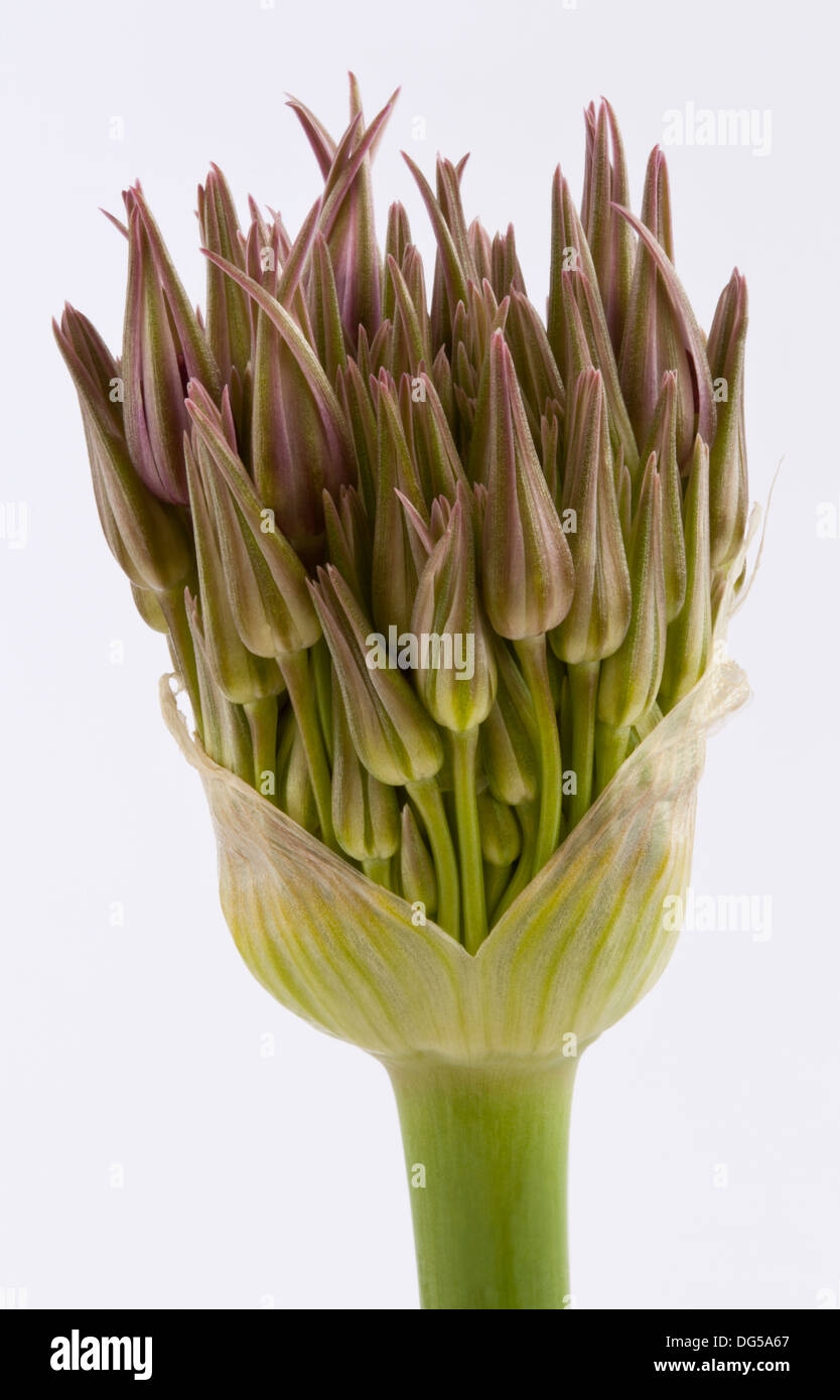 An Allium flower bud Stock Photo
