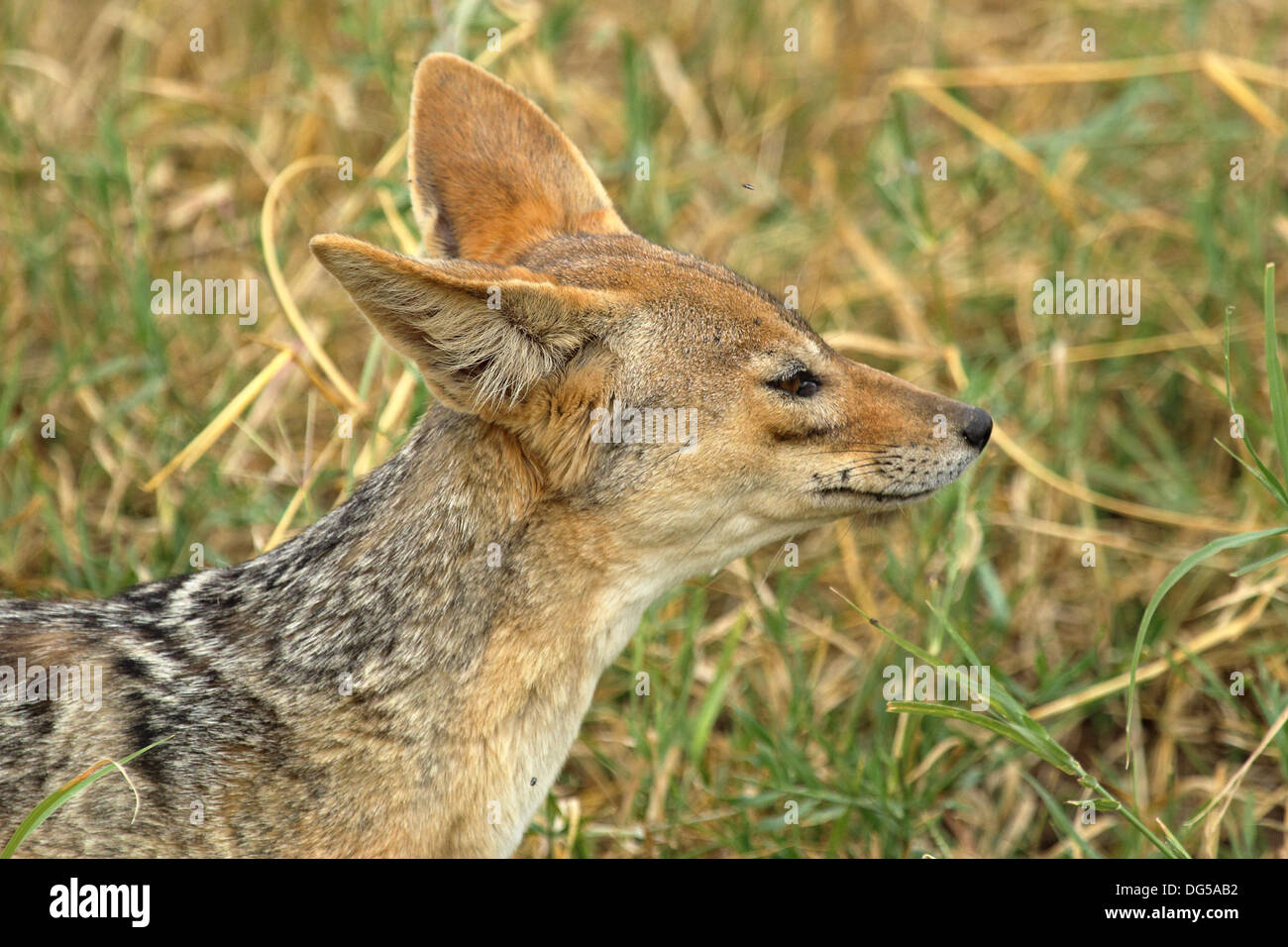 Side portrait of a black-backed jackal (Canis mesomelas) Stock Photo