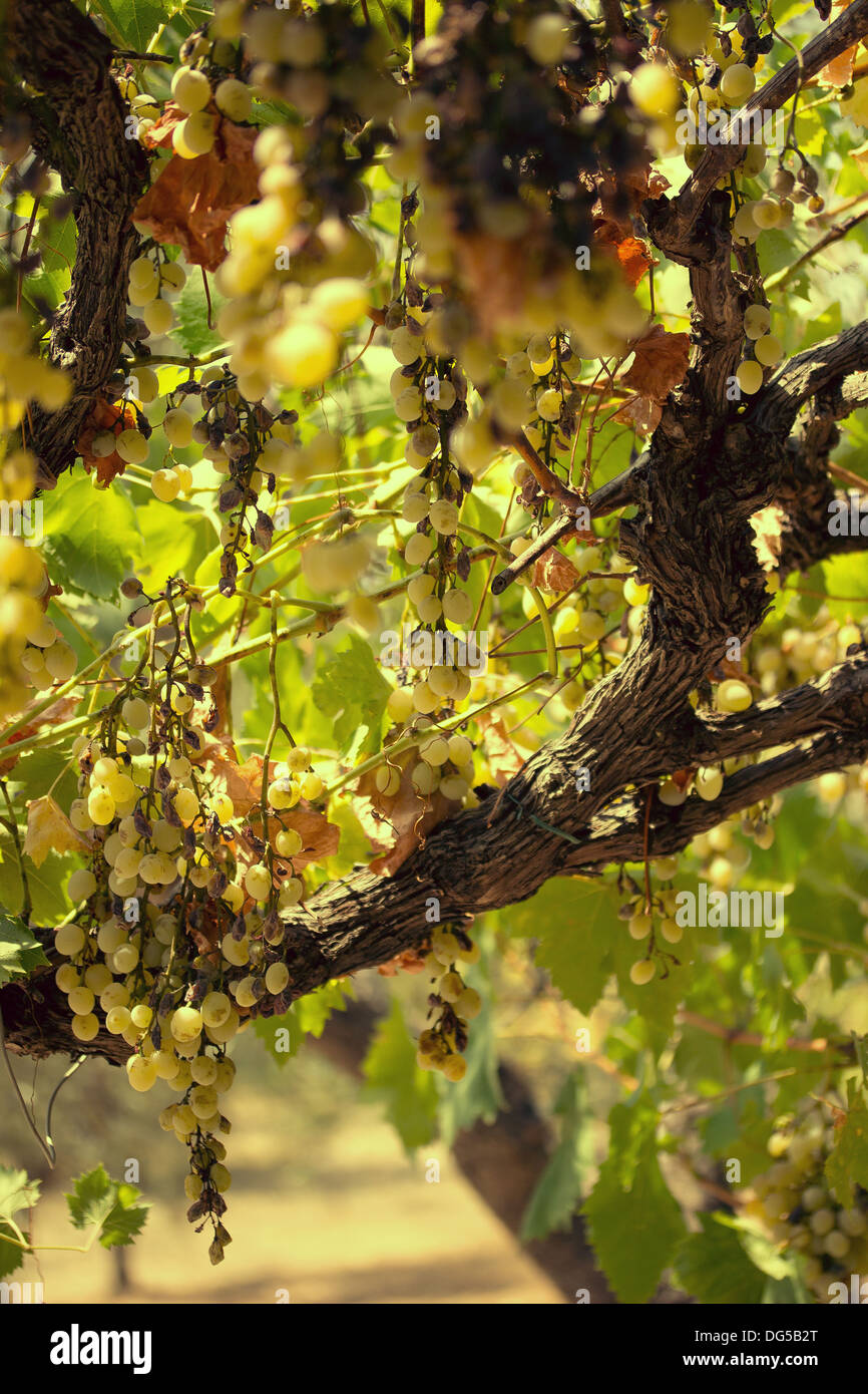 A grape vine in southern Italy. Stock Photo