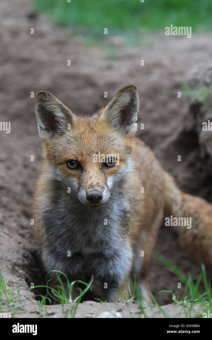 Fox hole hi-res stock photography and images - Alamy