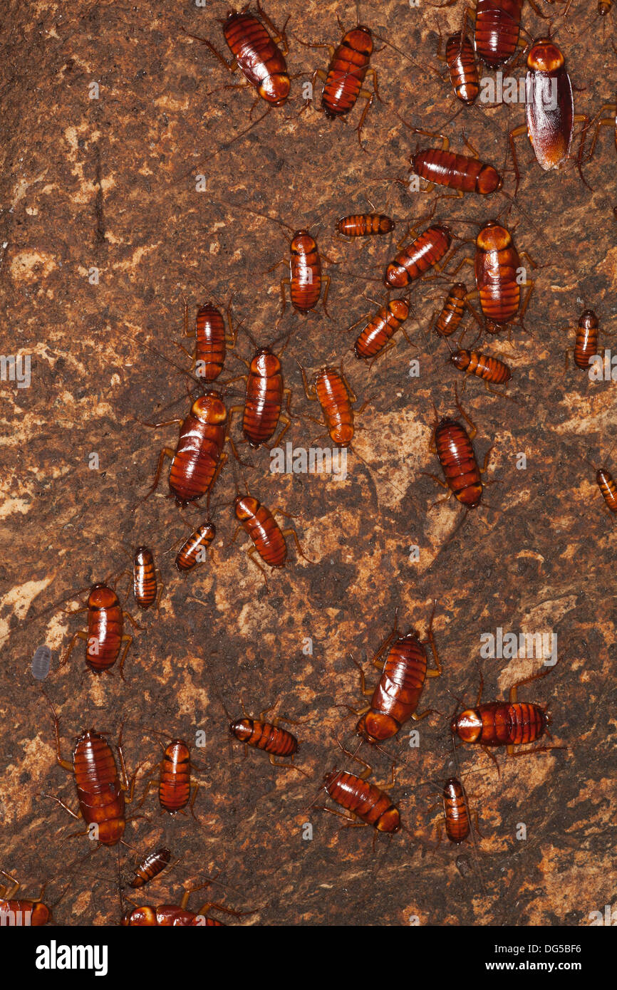 Australian cockroaches (Periplaneta australasiae) group of adults and nymphs on cave wall in Sabah, Borneo, Malaysia Stock Photo