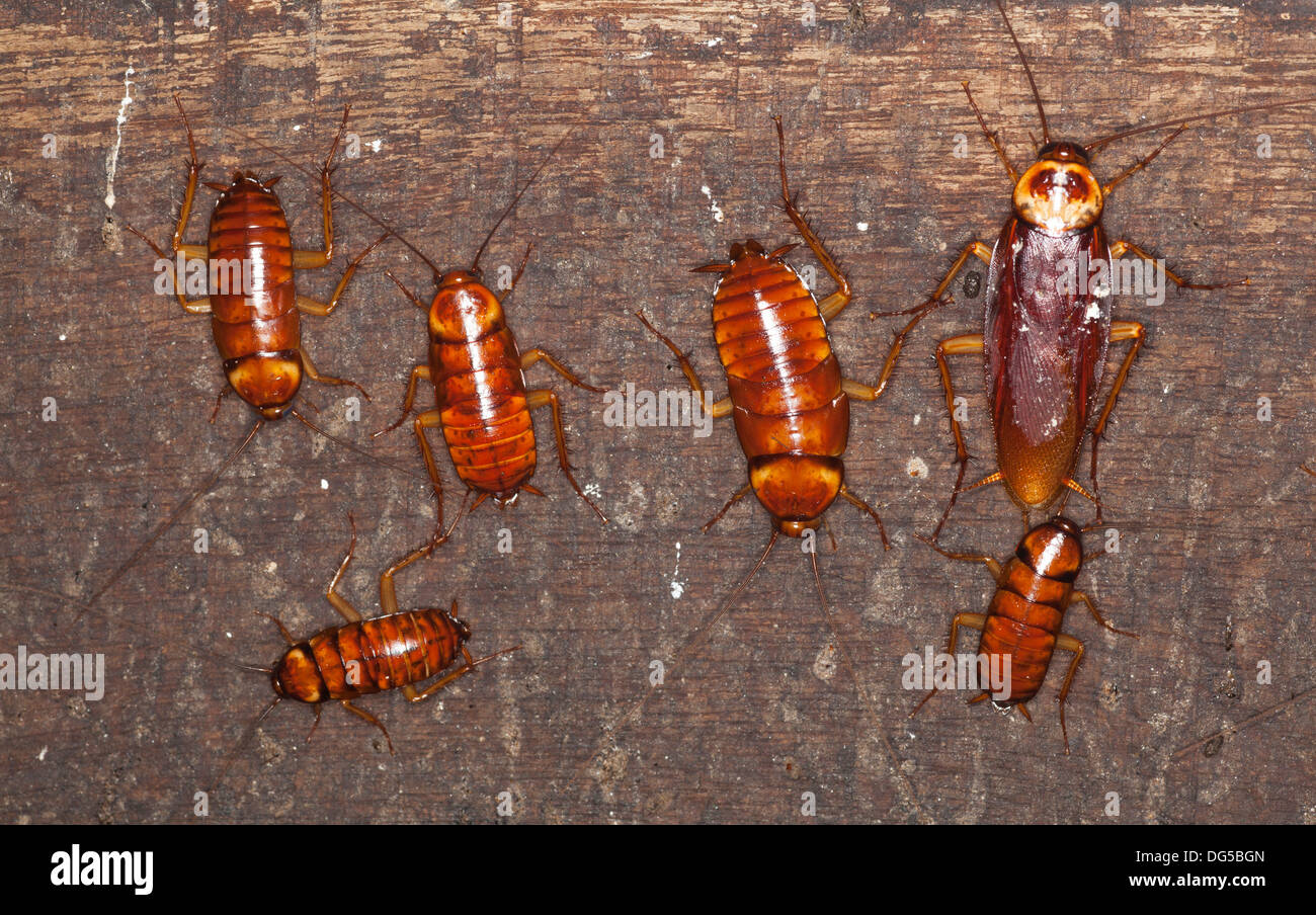 Australian cockroaches (Periplaneta australasian), adult and nymphs on handrail in Gomantong cave Stock Photo