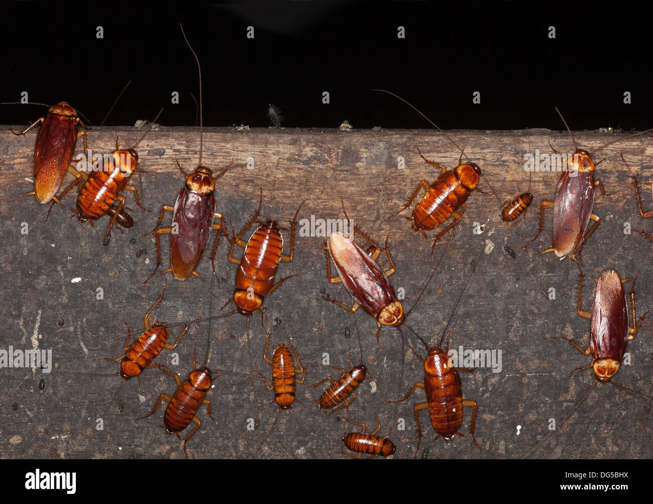 Australian cockroaches (Periplaneta australasiae) at various developmental stages on handrail in Gomantong Cave Stock Photo