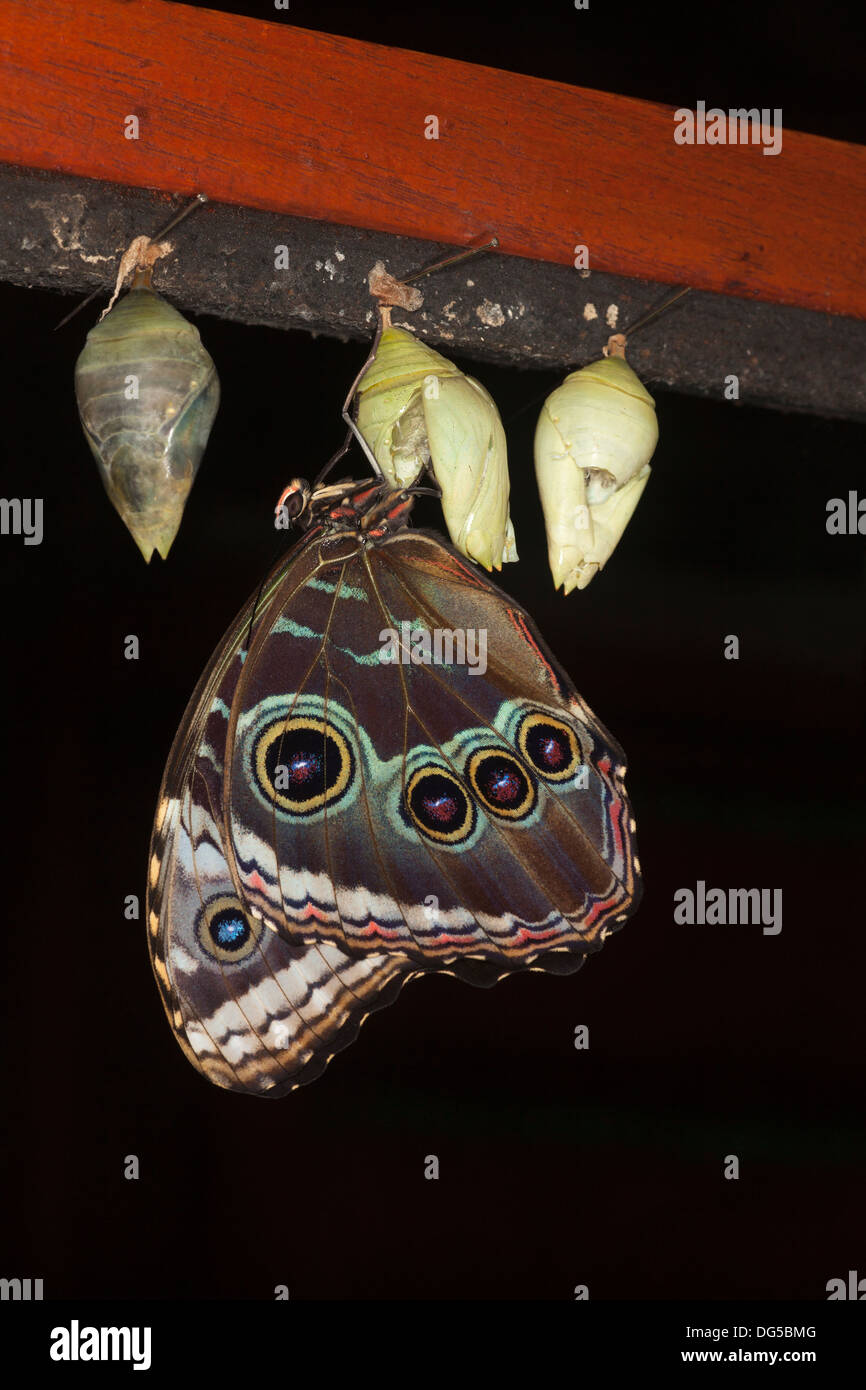 Blue Morpho butterfly (Morpho helenor marinita), newly emerged from chrysalis in Costa Rican butterfly conservatory, Central America Stock Photo