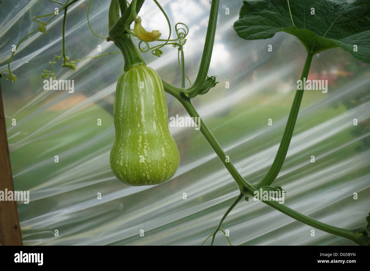 Waltham Butternut, winter squash hanging in a green house, polytunnel Stock Photo