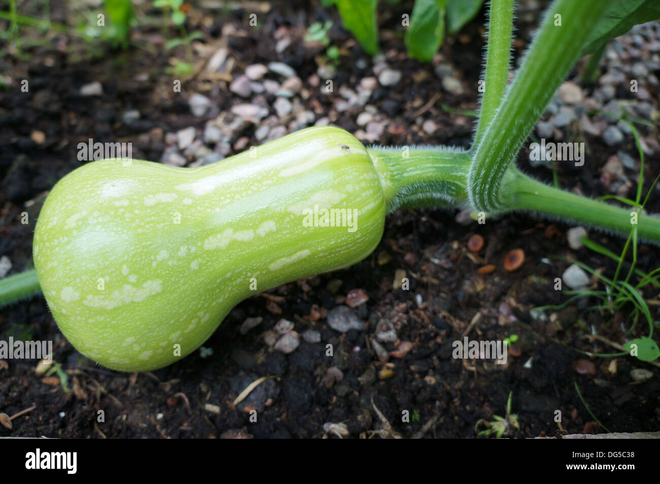 Waltham Butternut, winter squash growing on an allotment. Stock Photo
