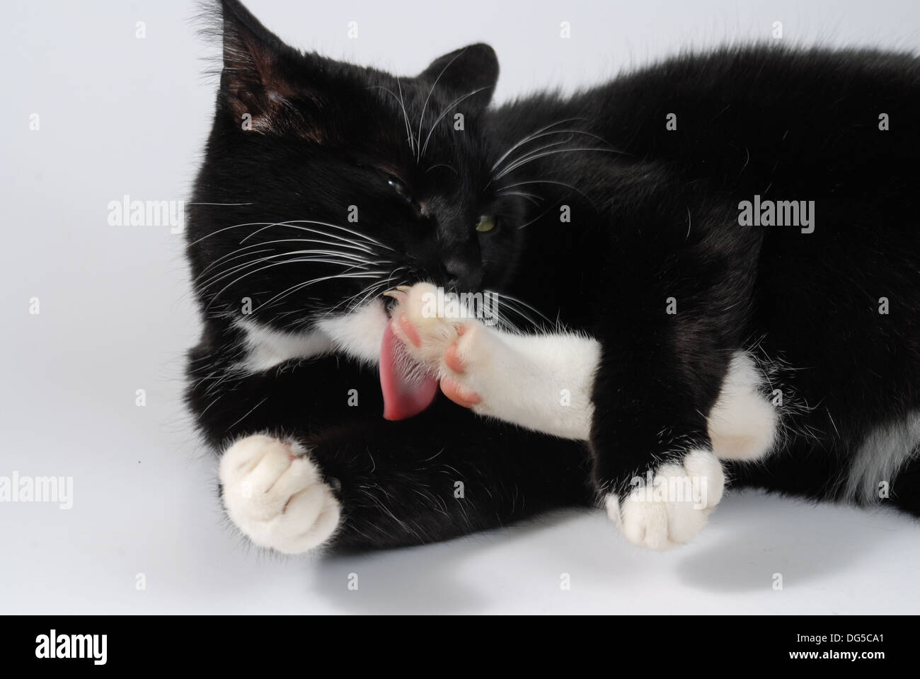 Cat lick herself Stock Photo Alamy