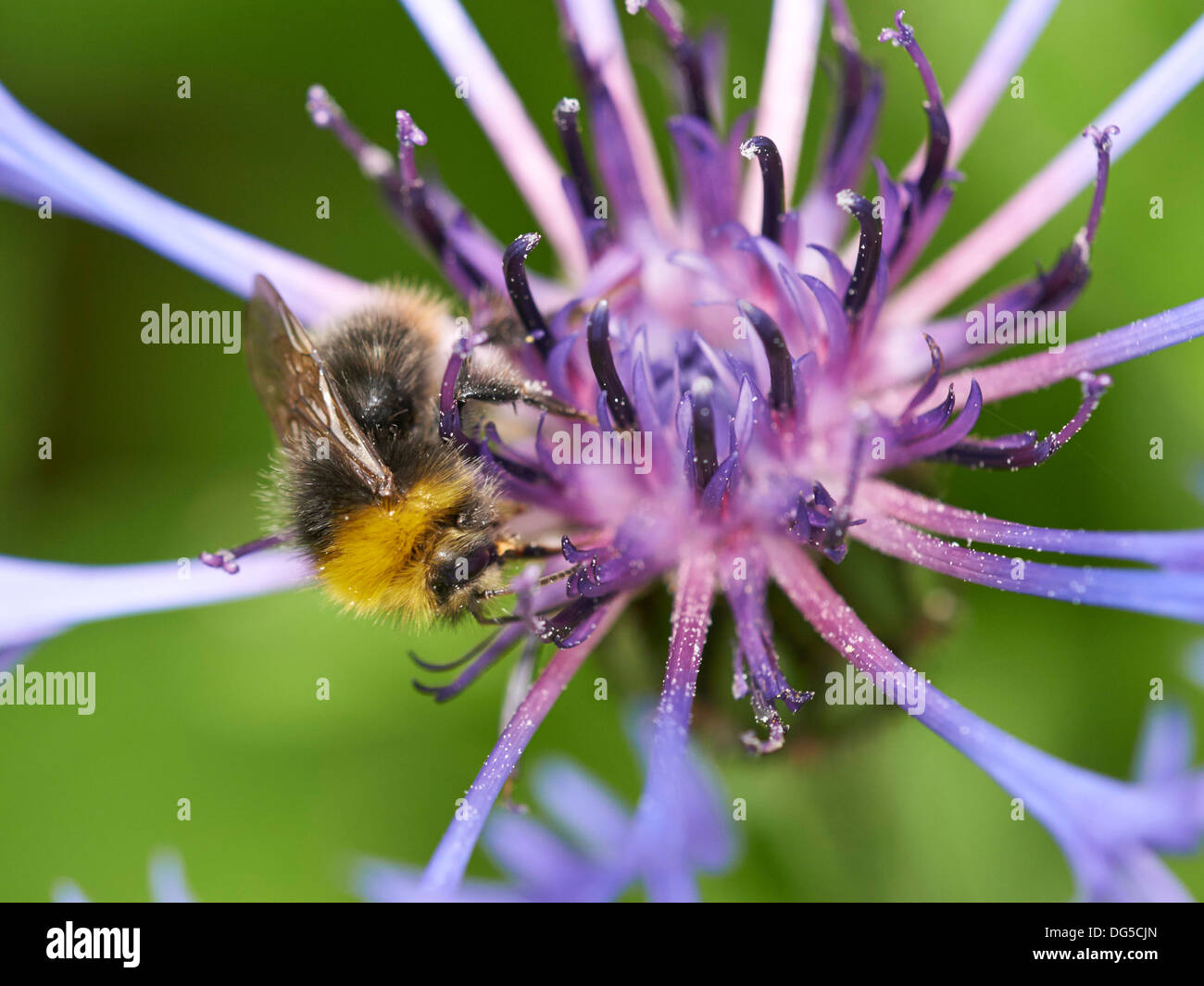 Early Bumblebee collecting nectar. Stock Photo