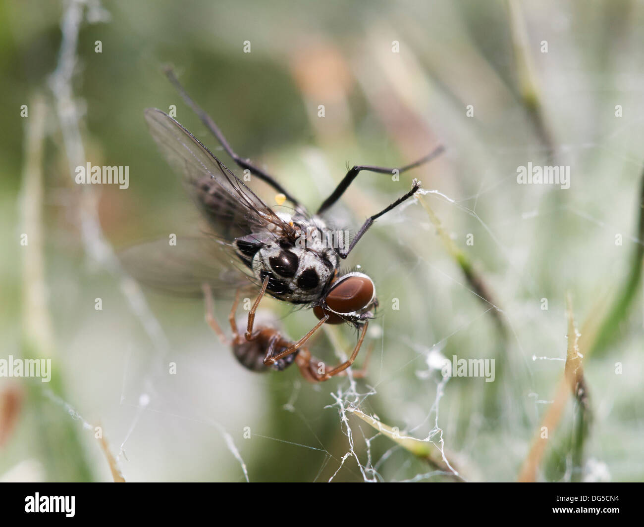 Fly caught in spider's web Stock Photo Alamy