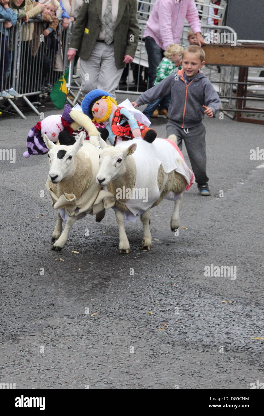 Boy Driving Sheep at a Sheep Race, Moffat High Street, Dumfries and Galloway, Scotland, UK Stock Photo