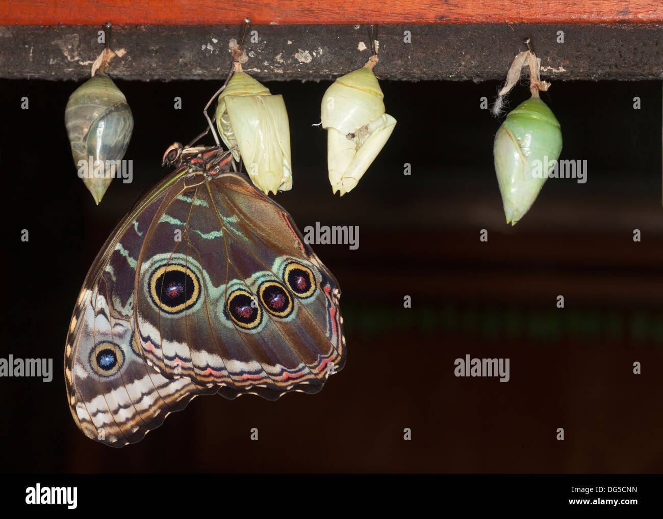 Blue Morpho butterfly (Morpho helenor marinita), newly emerged from chrysalis in a butterfly conservatory, Costa Rica Stock Photo