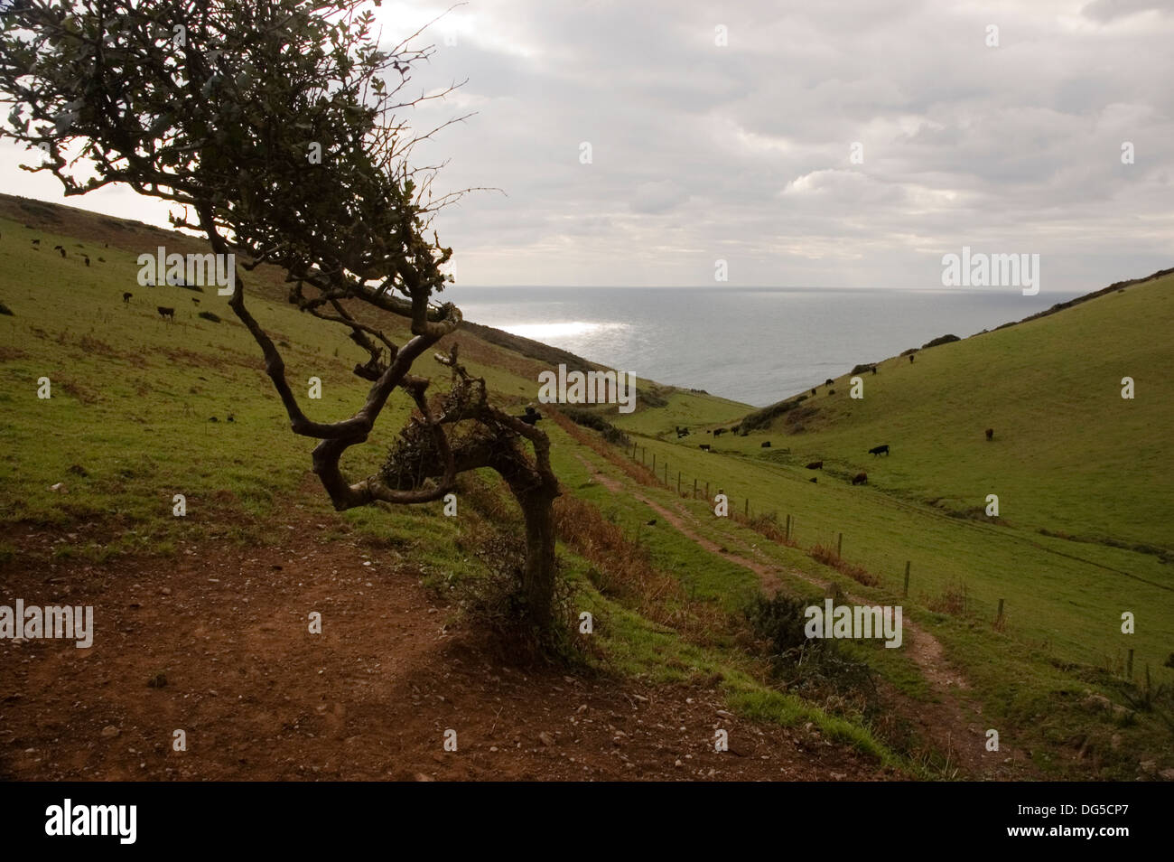 Coast path near Start Point Stock Photo Alamy