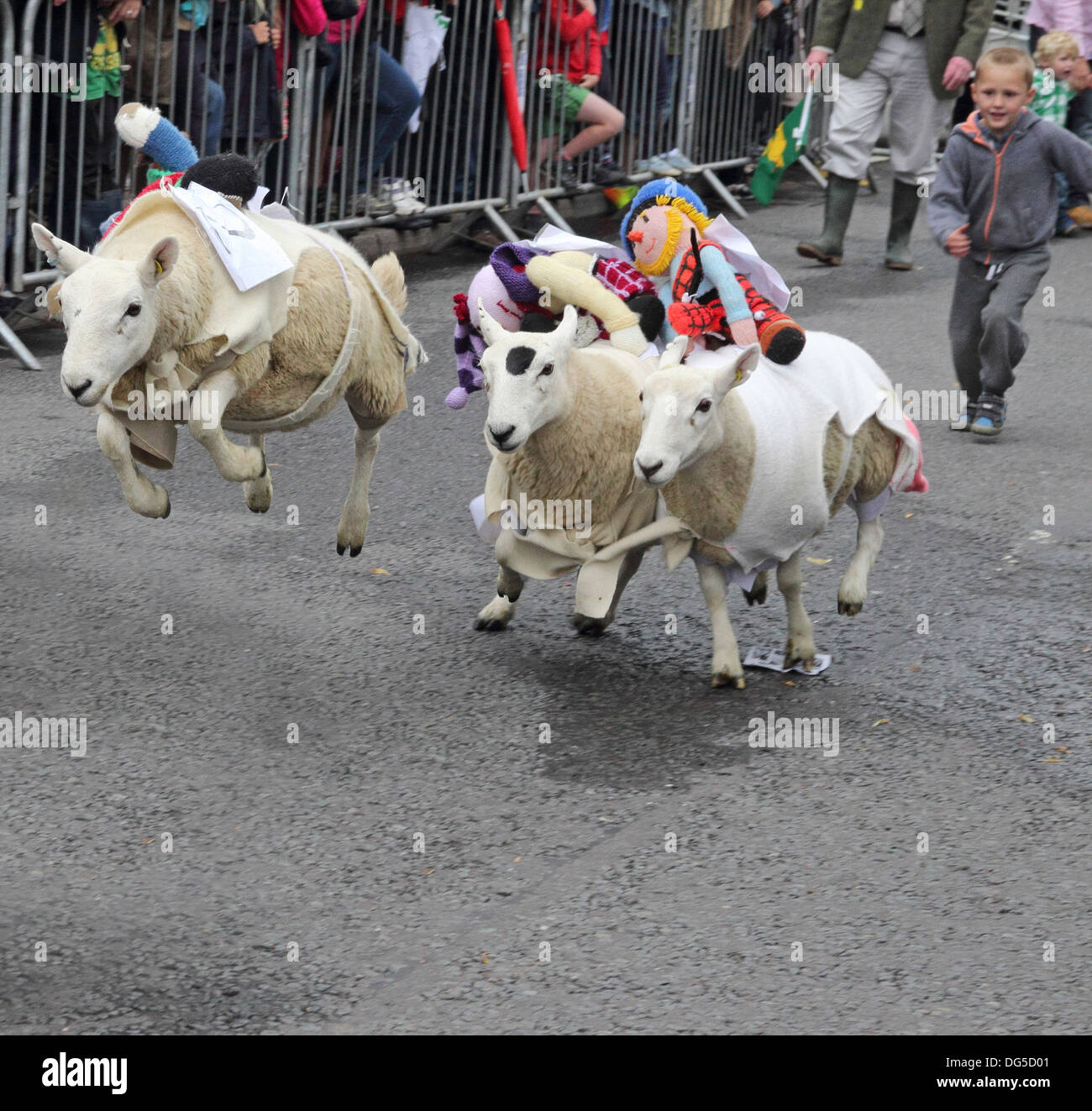 Sheep racing festival hi-res stock photography and images - Alamy